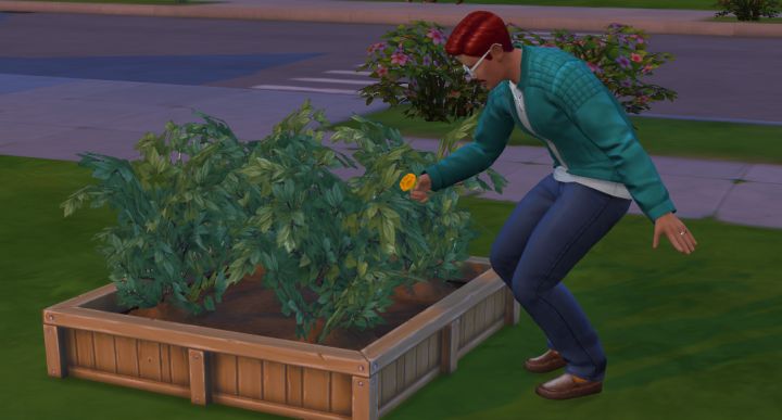 The Sims 4 Gardening - Harvesting Plants